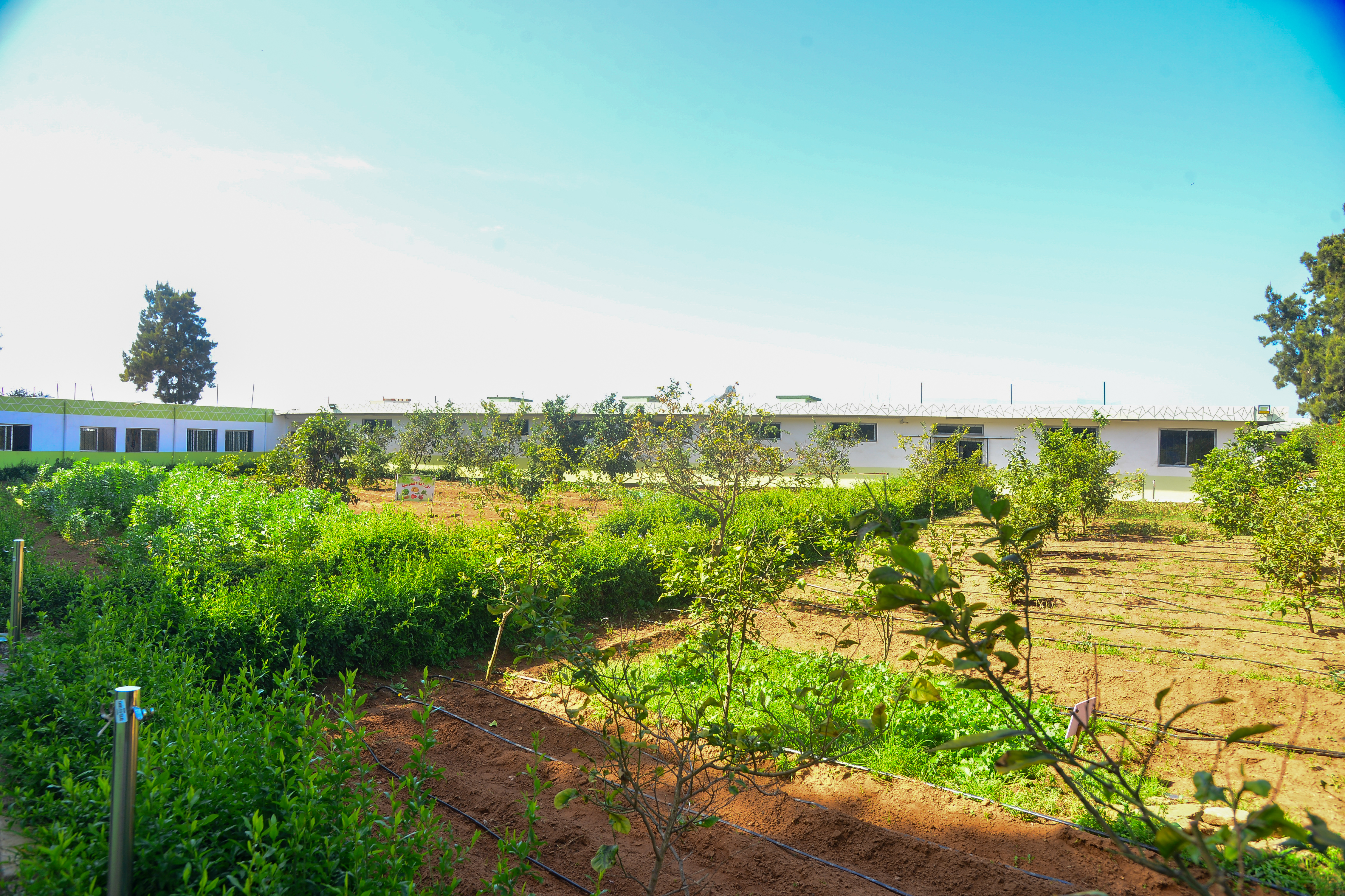 Potager